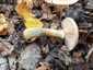 Gumós tuskógomba (Armillaria lutea), Balaton-felvidék